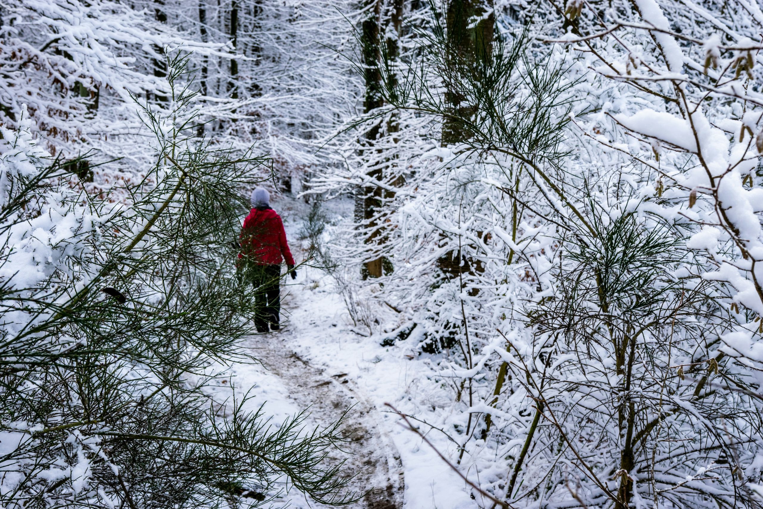 A person on a hike through snow covered trees