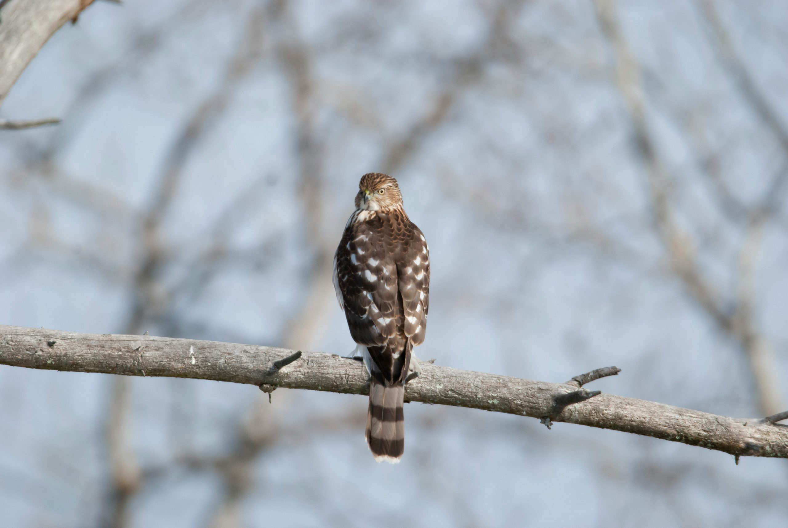 A hawk sitting on a tree branch and looking back towards the camera