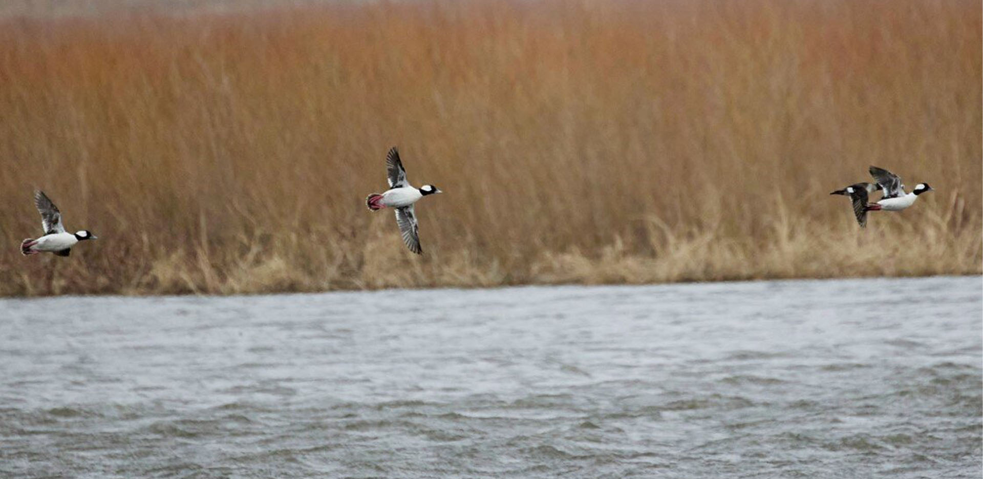 Ducks flying above the water