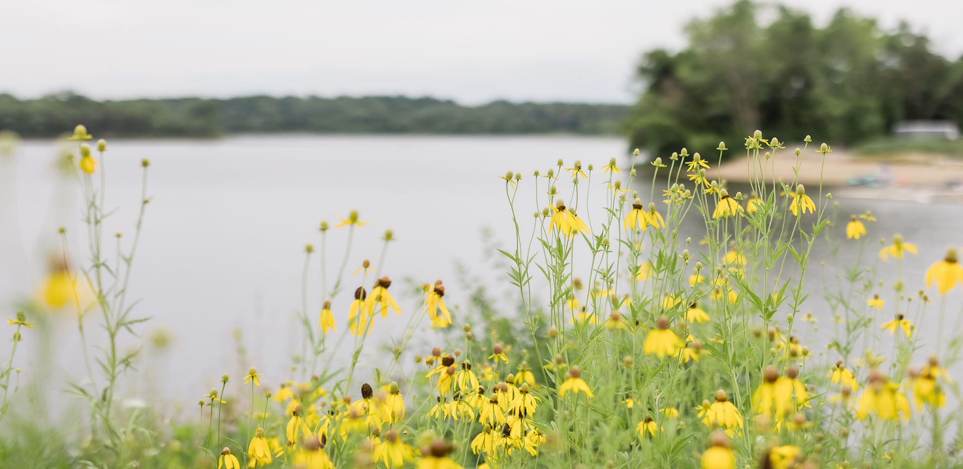 Shoreline covered in yellow flowers