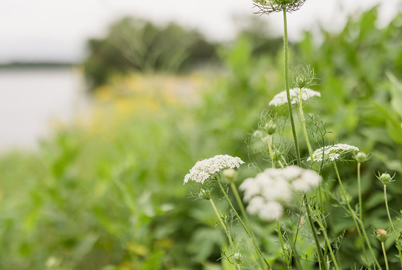 White flowers in a prairie along the Des Moines River