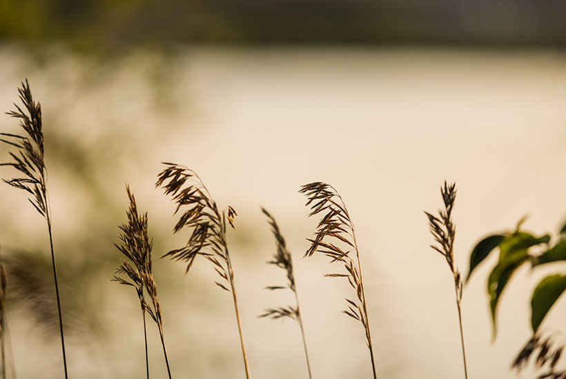Tall grass along the river