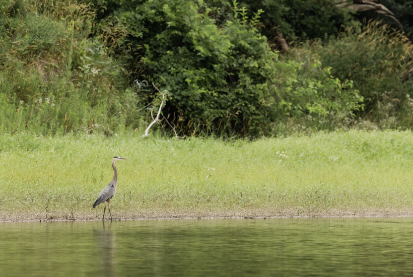 A heron walking along the edge of the Des Moines River