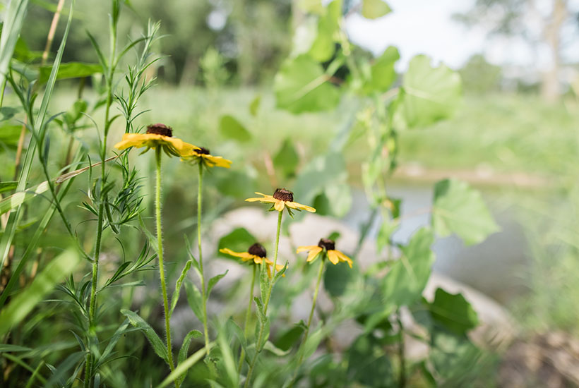 Yellow flowers with dark centers standing up among green leaves and grass