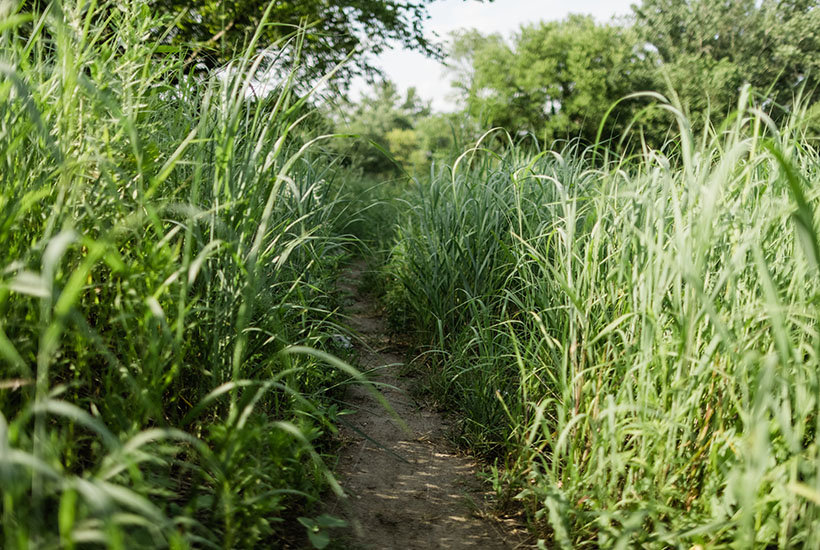 A view of the single track trail near Fourmile Creek
