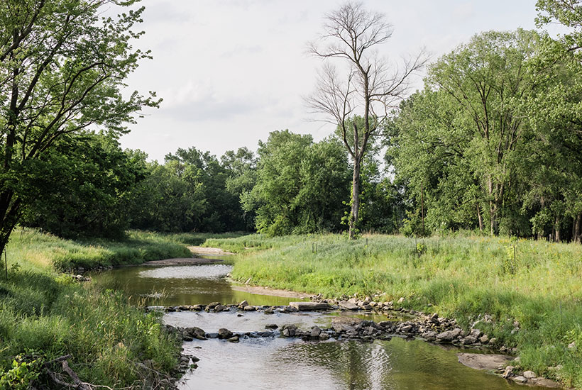 A calm view of a creek coming through a tree lined meadow area