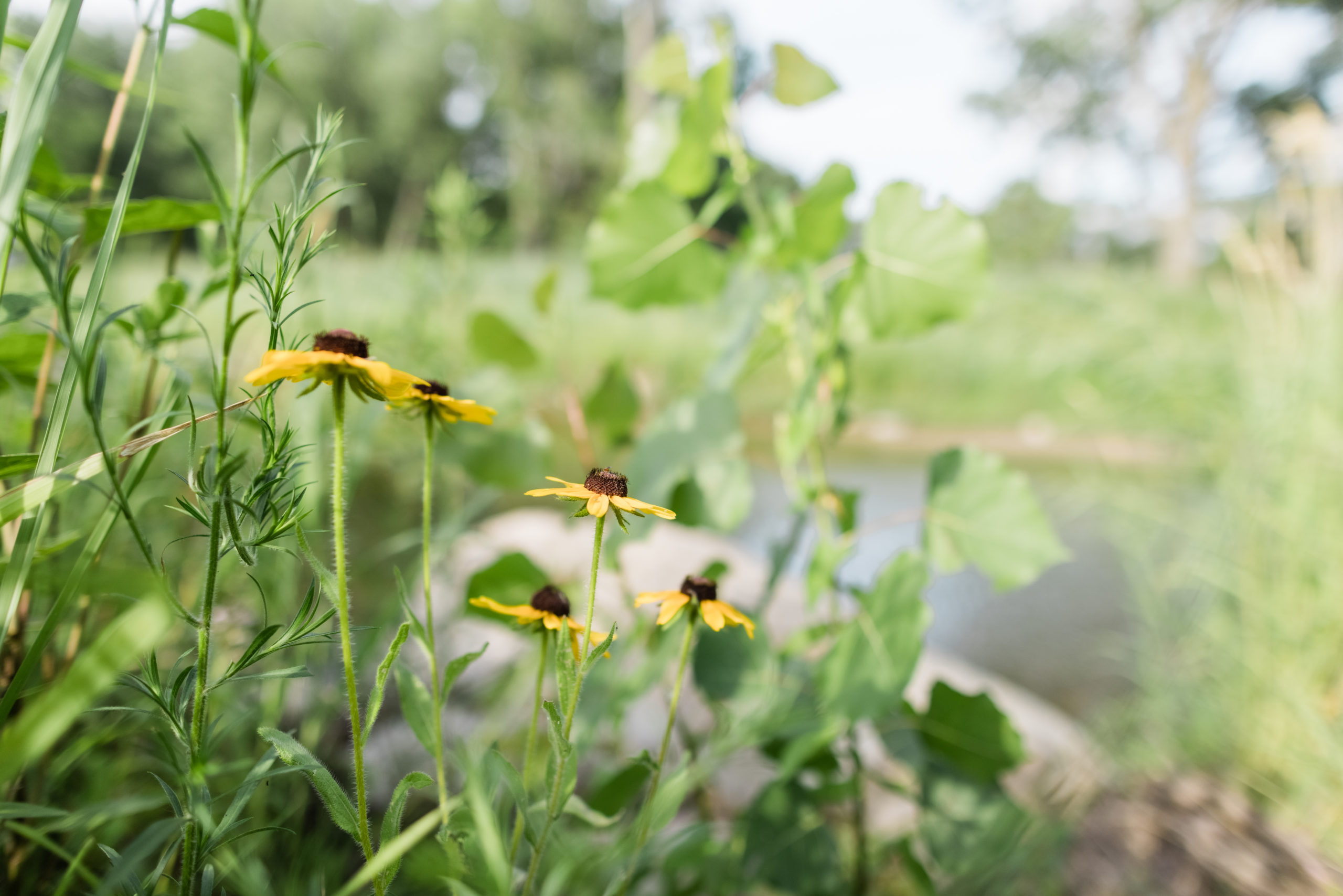 Yellow flowers along a creeks edge