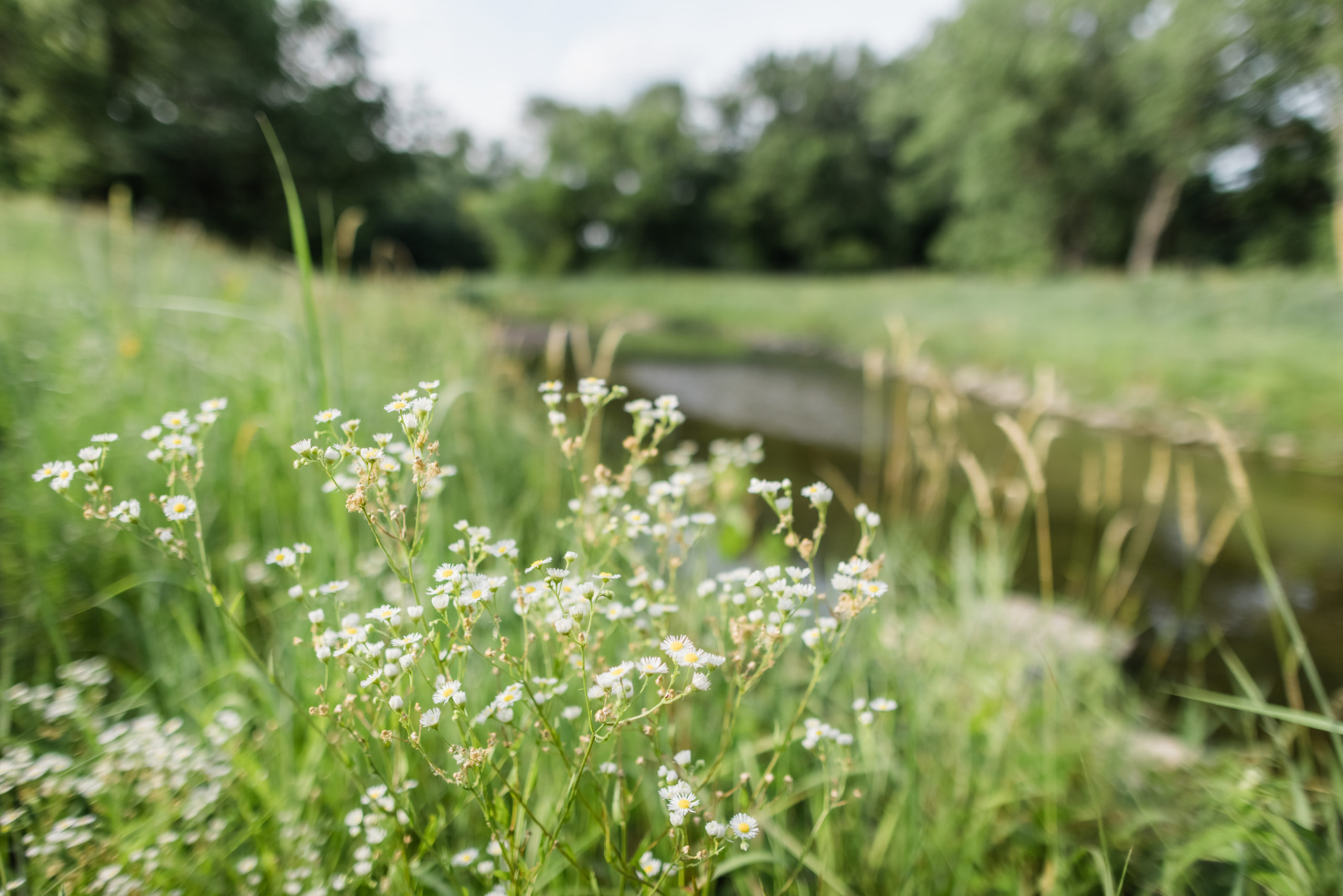 Small white flowers with yellow centers growing along the edge of a water trail