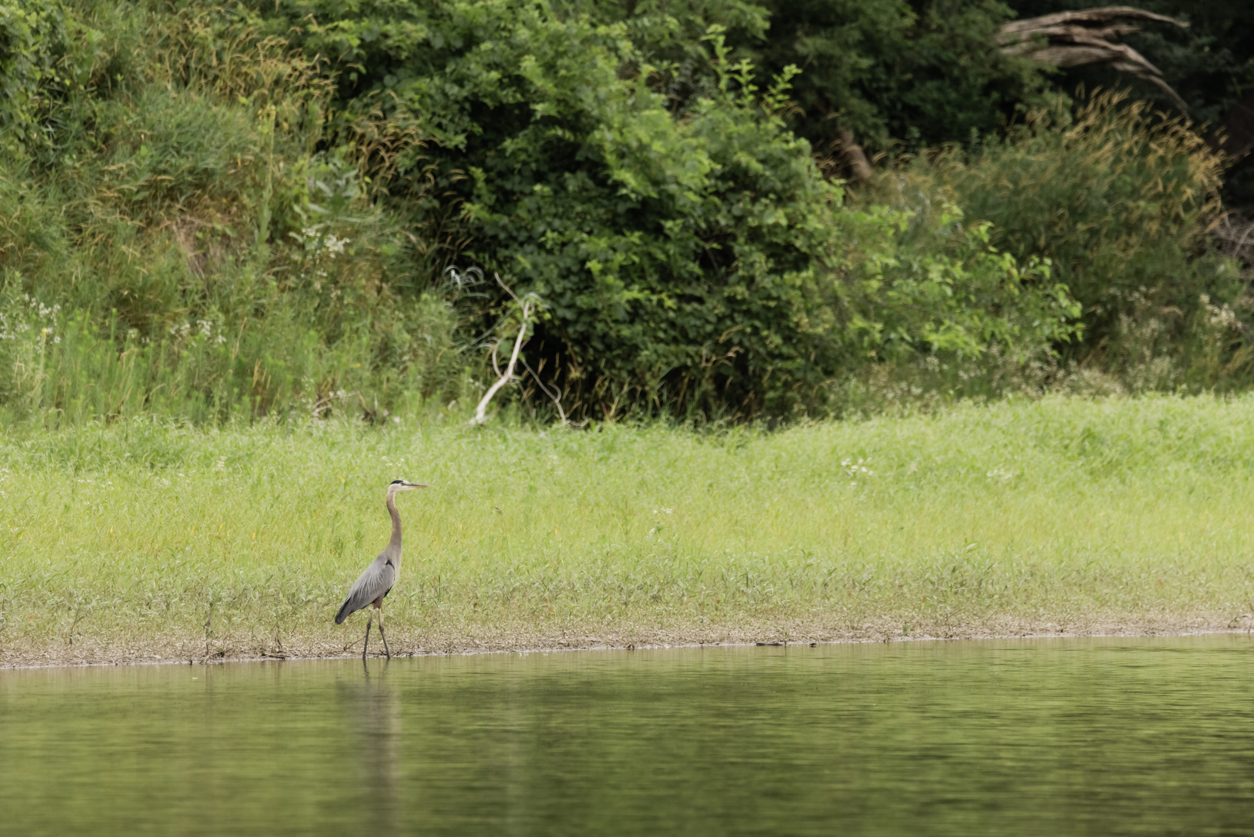 A heron walking near the edge of the river