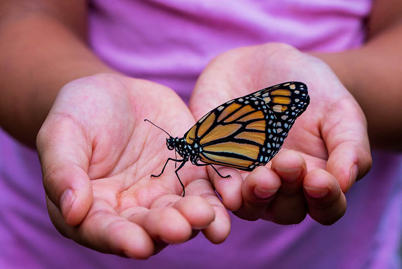 A close up of a child's hands holding a monarch butterfly