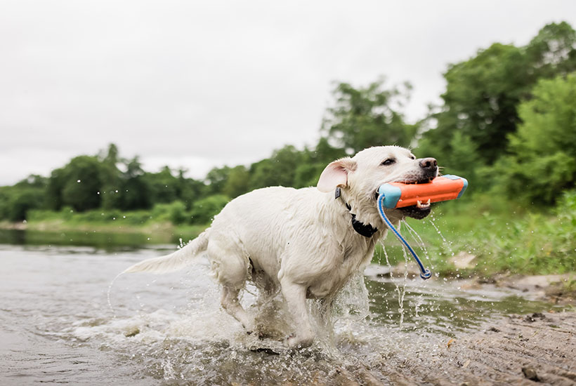 A white dog running out of the river with an orange toy in his mouth