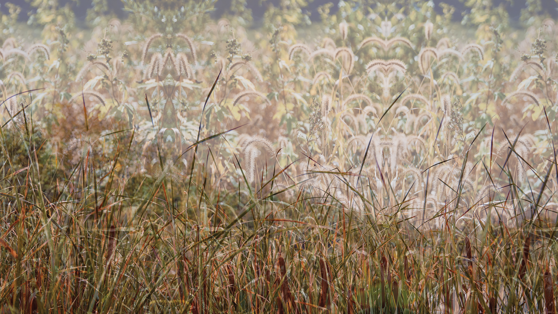WPSimageresize Prairie grass